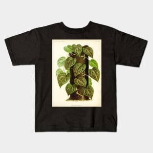 Piper ornatum - botanical illustration Kids T-Shirt